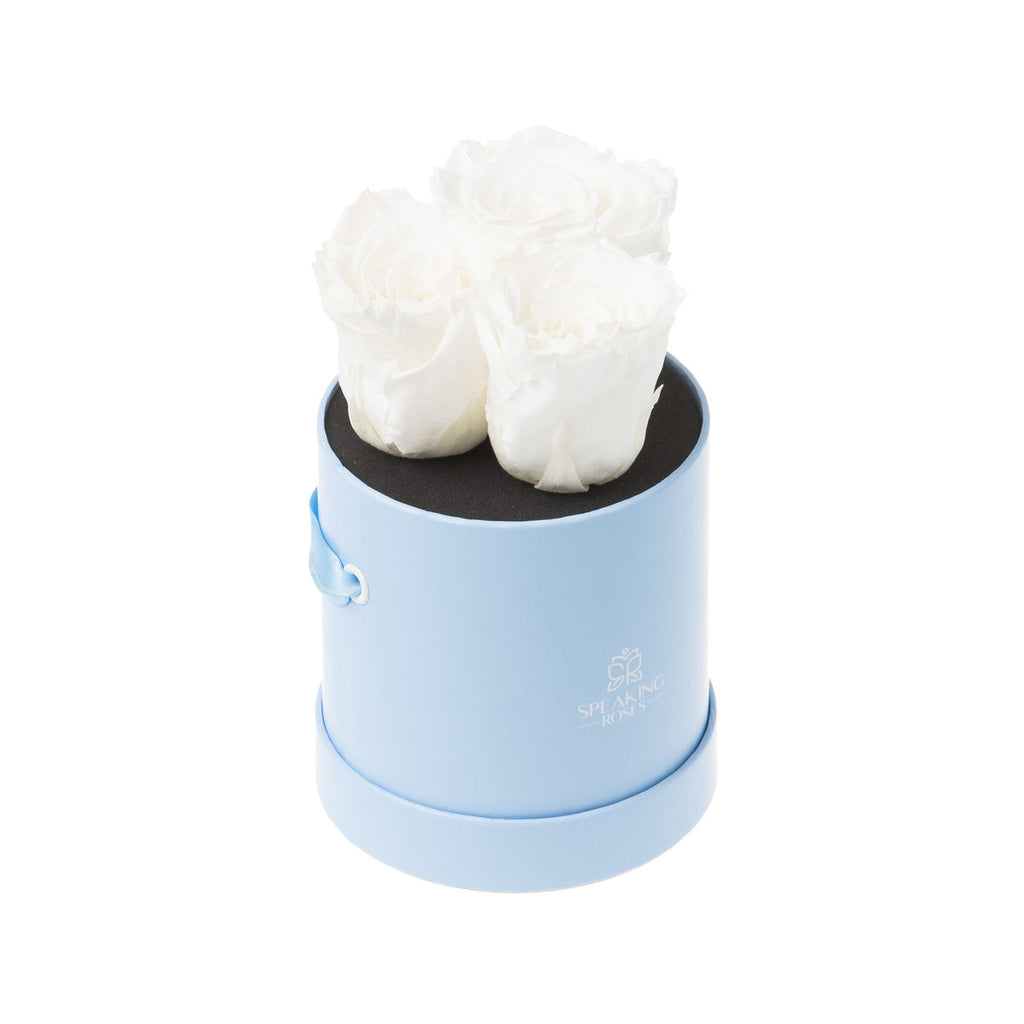 Trivelle Bloom